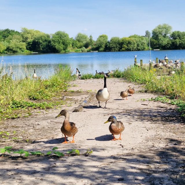 Lovely morning out at Kingsbury water park this morning for my birthday π spotted some otters, plus an oystercatcher, lapwing and little egret